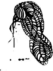 Lili Loops logo