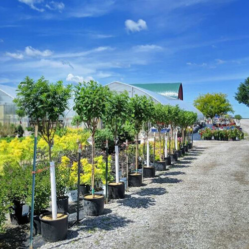 Netta's Nursery banner