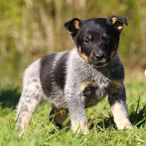 Herding Pups banner