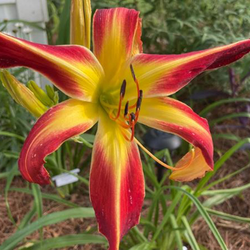 Eezie's Daylily Farm banner